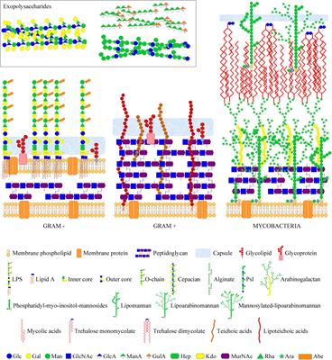 Microarray Strategies for Exploring Bacterial Surface Glycans and Their Interactions With Glycan-Binding Proteins